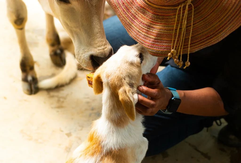 Help end the suffering of homeless animals